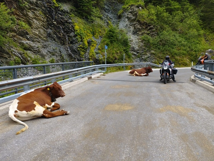 Kühe auf der Straße in Gerlos
