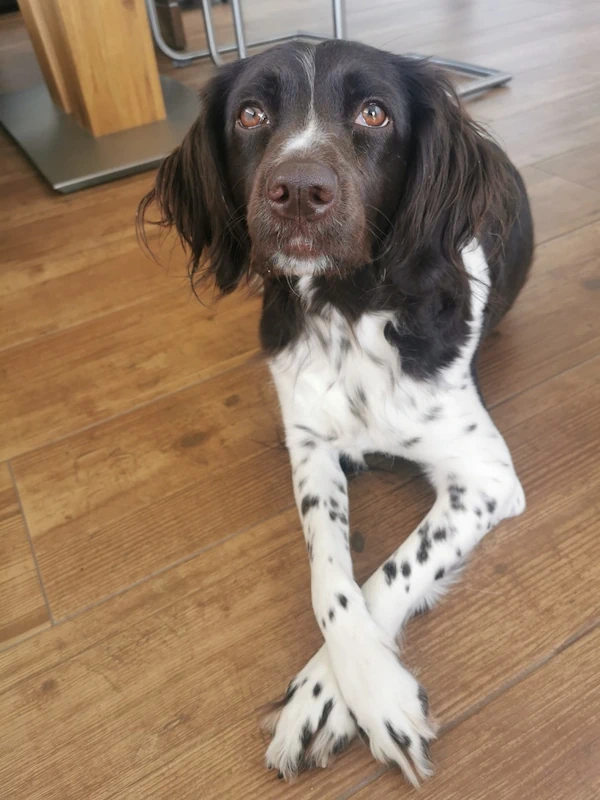 Maila Kleiner Münsterländer